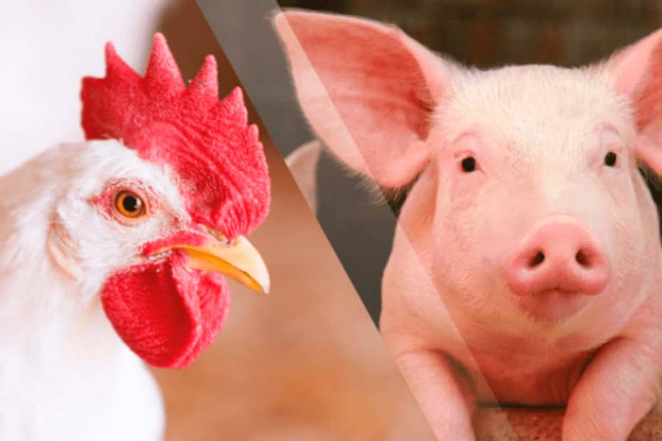 Custos de produção de suínos e aves caem em março, diz Embrapa