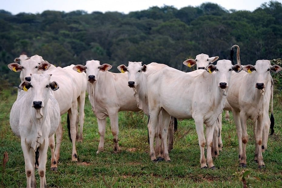 Grandes frigoríficos aderem a regras para compra de gado do Cerrado