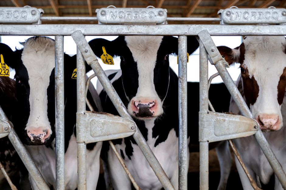 OMS: Há risco de propagação da gripe aviária para vacas fora dos EUA