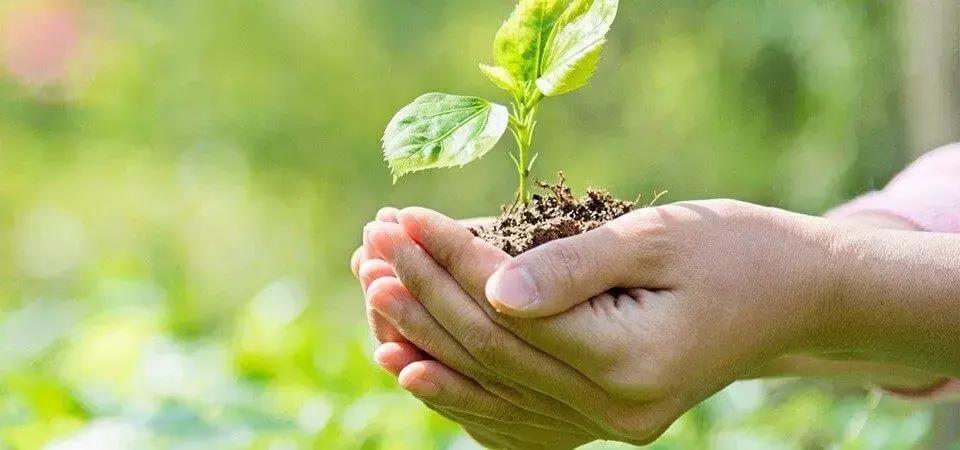 Manejo Integrado de Doenças: 7 estratégias para agricultura sustentável