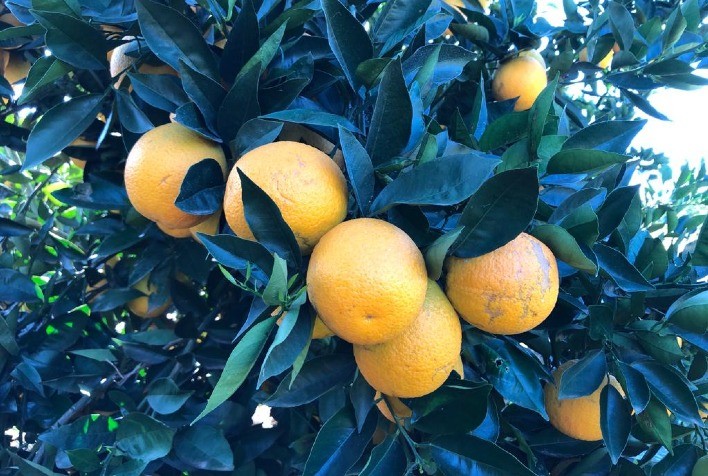 Fungicida multicultural oferece resultados favoráveis ​​no controle de três doenças dos citros