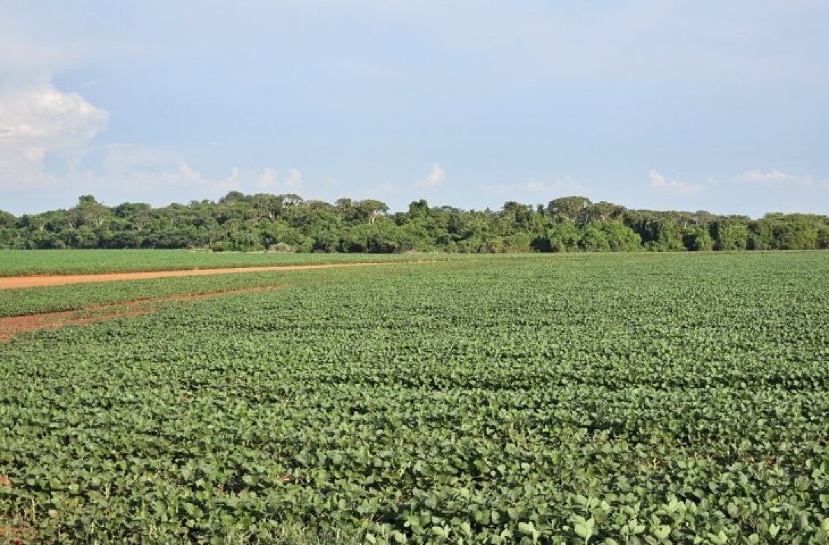 Produtores de Mato Grosso do Sul tem até o dia 13 de janeiro para finalizar o plantio da soja 